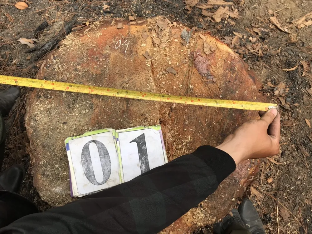 Cưa hạ 3 cây thông ba lá, bị xử phạt tổng cộng 270 triệu đồng ảnh 1