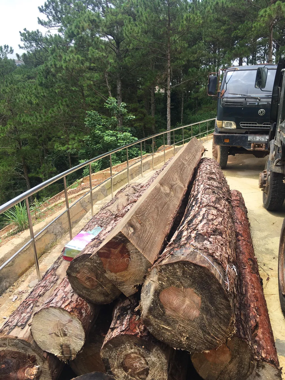 Cưa hạ 3 cây thông ba lá, bị xử phạt tổng cộng 270 triệu đồng ảnh 2