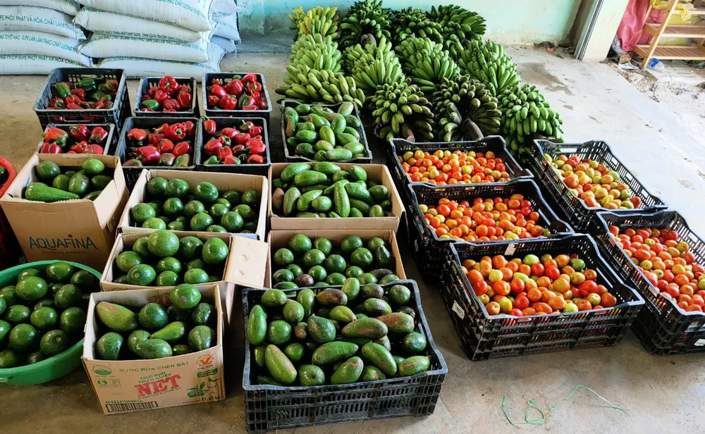 Lâm Đồng tiếp tục gửi nhiều “chuyến xe yêu thương” tiếp sức TPHCM phòng chống dịch Covid-19 ảnh 2