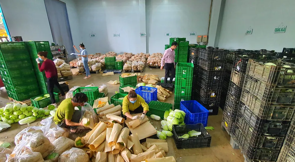 Mỗi ngày Lâm Đồng xuất 4.000 tấn rau, củ đi TPHCM ảnh 4