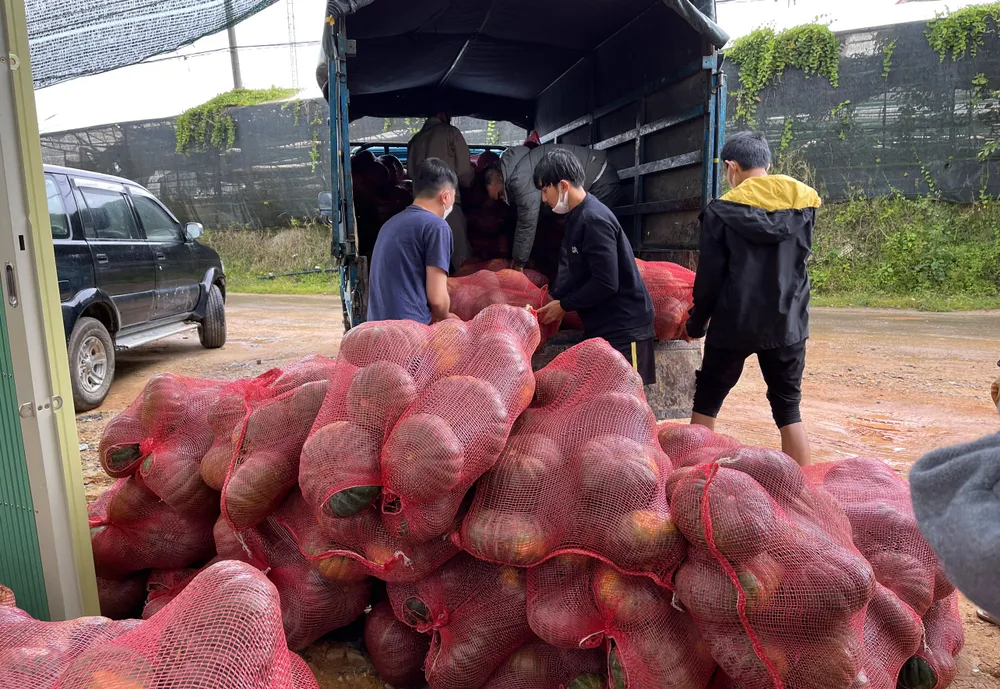 Rau “0” đồng nườm nượp về TPHCM ảnh 5