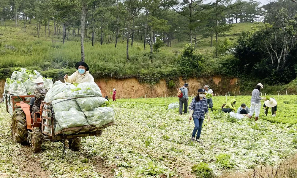 Rau “0” đồng nườm nượp về TPHCM ảnh 3