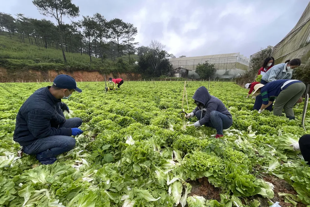 Rau “0” đồng nườm nượp về TPHCM ảnh 1