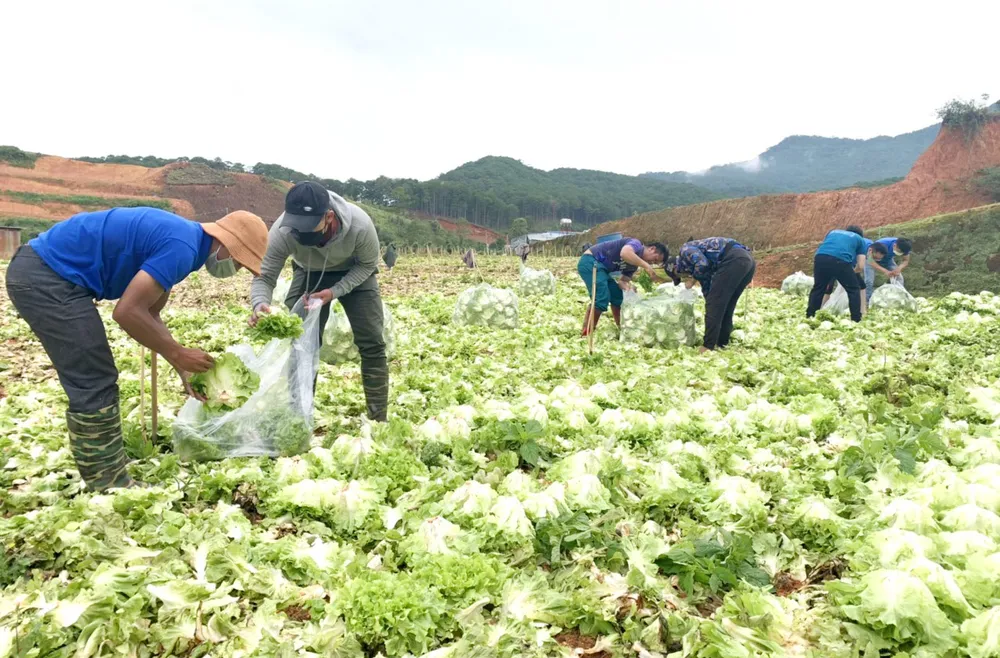 Thêm nhiều xe rau, củ từ Lâm Đồng hỗ trợ vùng dịch ở TPHCM và Phú Yên ảnh 2
