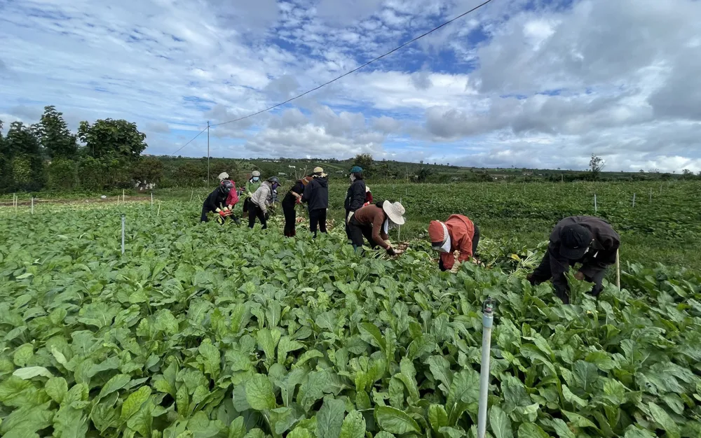 Thêm nhiều xe rau, củ từ Lâm Đồng hỗ trợ vùng dịch ở TPHCM và Phú Yên ảnh 4