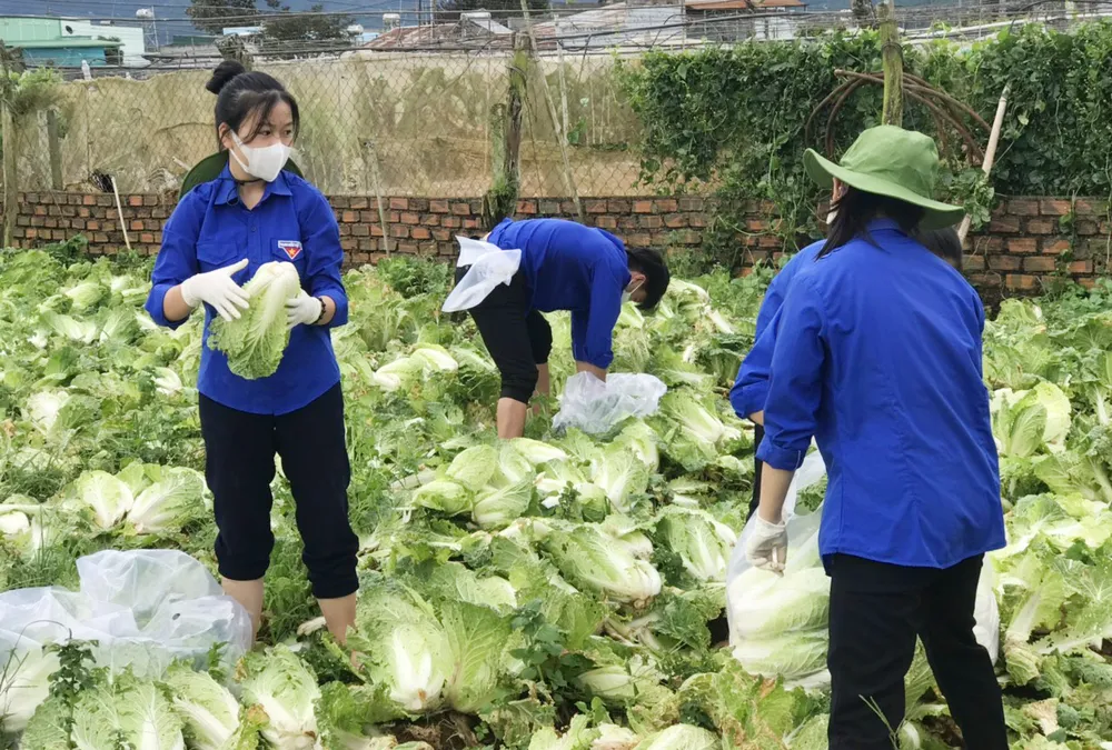Thêm nhiều xe rau, củ từ Lâm Đồng hỗ trợ vùng dịch ở TPHCM và Phú Yên ảnh 3