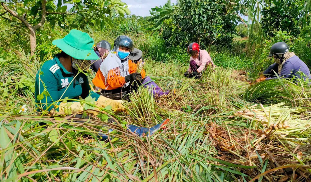 Thêm nhiều xe rau, củ từ Lâm Đồng hỗ trợ vùng dịch ở TPHCM và Phú Yên ảnh 5