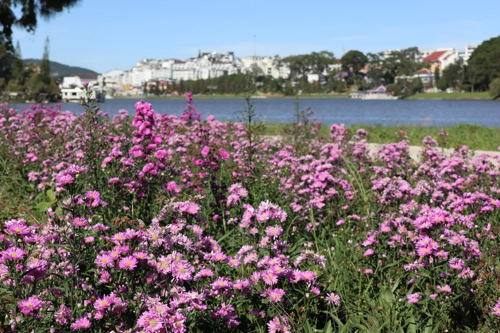 Du khách đến Đà Lạt cần làm thủ tục y tế gì? ảnh 3