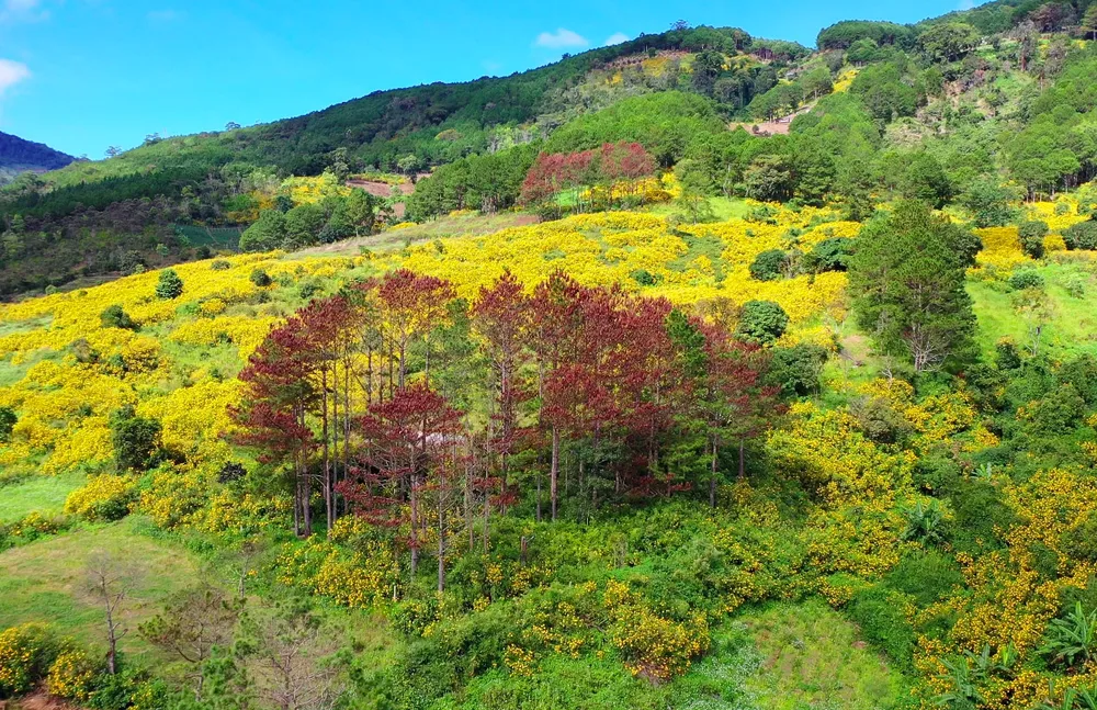 Rừng thông Lâm Đồng tiếp tục bị hủy hoại ảnh 1