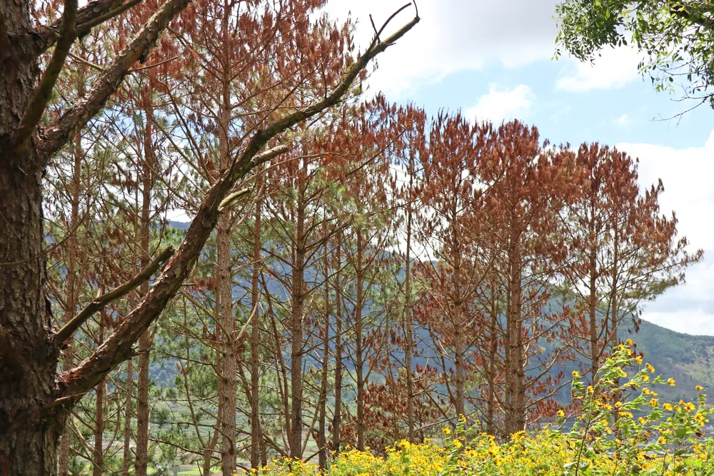 Rừng thông Lâm Đồng tiếp tục bị hủy hoại ảnh 2