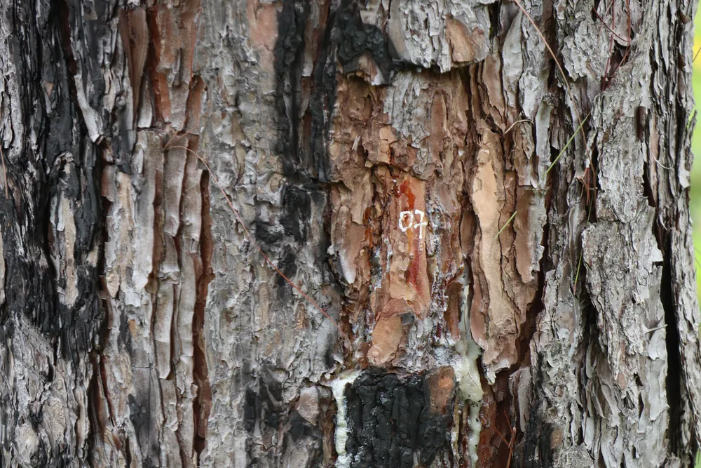 Rừng thông Lâm Đồng tiếp tục bị hủy hoại ảnh 4