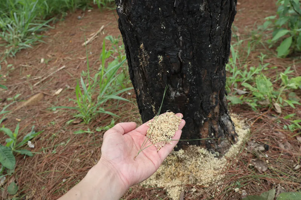 Rừng thông Lâm Đồng tiếp tục bị hủy hoại ảnh 5