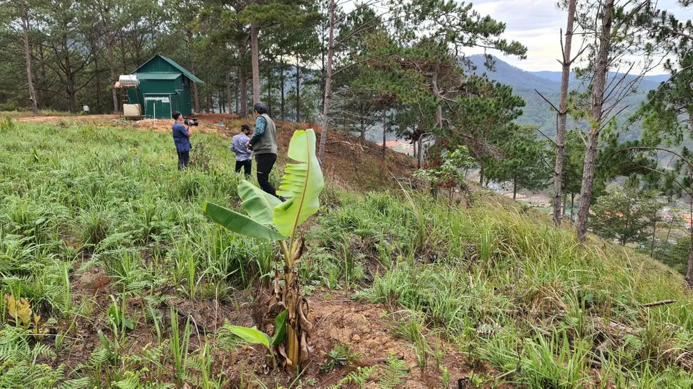 Rừng thông ở Lâm Đồng lại bị lấn chiếm, san ủi ảnh 4