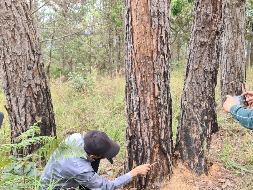 Rừng thông ở Lâm Đồng lại bị lấn chiếm, san ủi ảnh 5