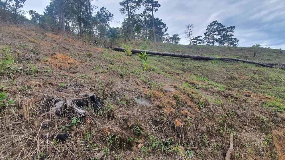 Đình chỉ công tác 2 cán bộ quản lý trong vụ rừng ở Lâm Đồng bị lấn chiếm, san ủi ảnh 2