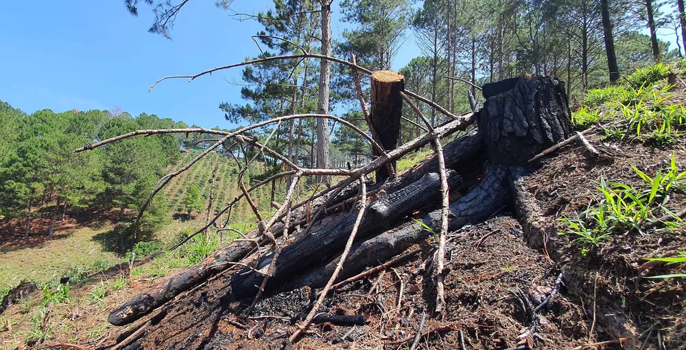 Rừng thông Đà Lạt bị cưa trộm, đốt gỗ phi tang ảnh 11