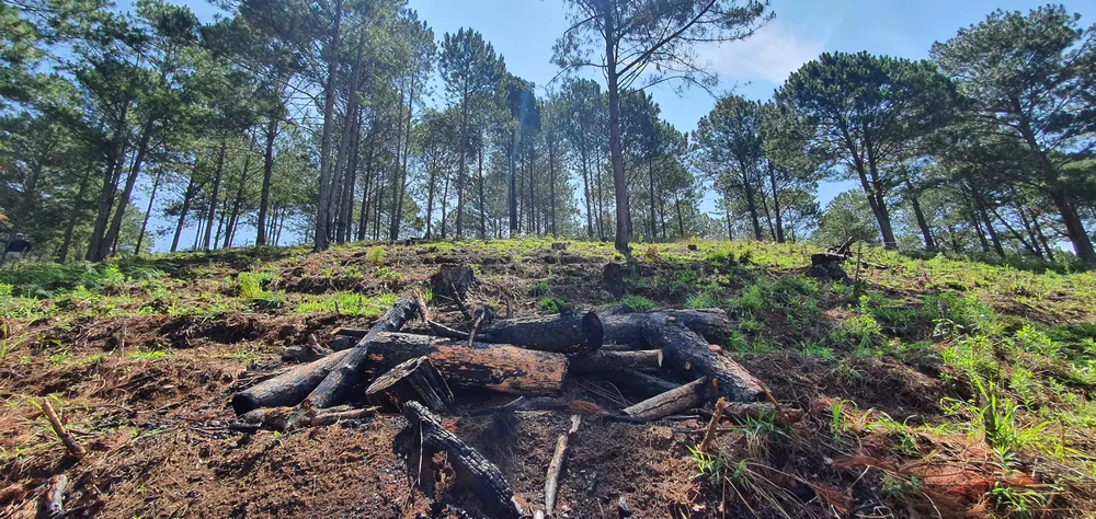 Rừng thông Đà Lạt bị cưa trộm, đốt gỗ phi tang ảnh 10
