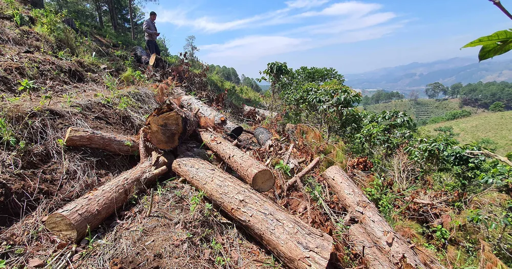 Rừng thông Đà Lạt bị cưa trộm, đốt gỗ phi tang ảnh 1