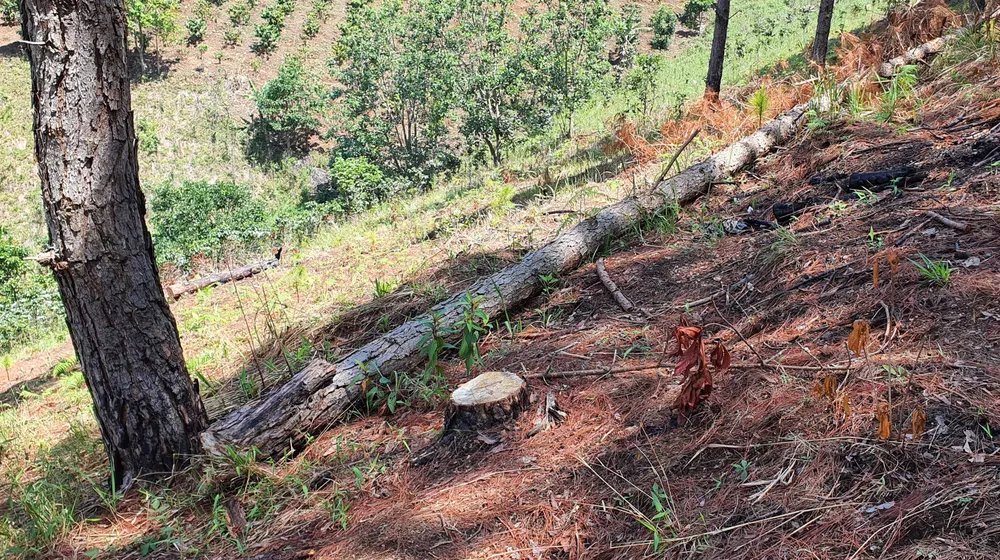 Rừng thông Đà Lạt bị cưa trộm, đốt gỗ phi tang ảnh 2