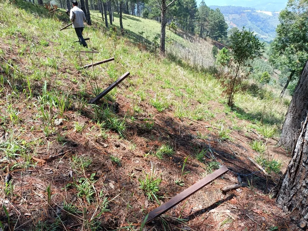 Rừng thông Đà Lạt bị cưa trộm, đốt gỗ phi tang ảnh 12