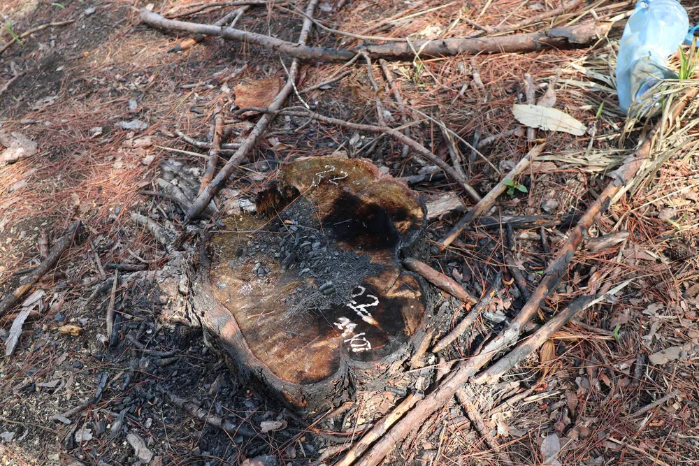 Rừng thông Đà Lạt bị cưa trộm, đốt gỗ phi tang ảnh 6