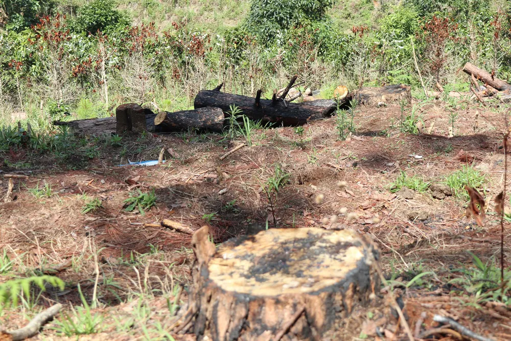 Rừng thông Đà Lạt bị cưa trộm, đốt gỗ phi tang ảnh 4