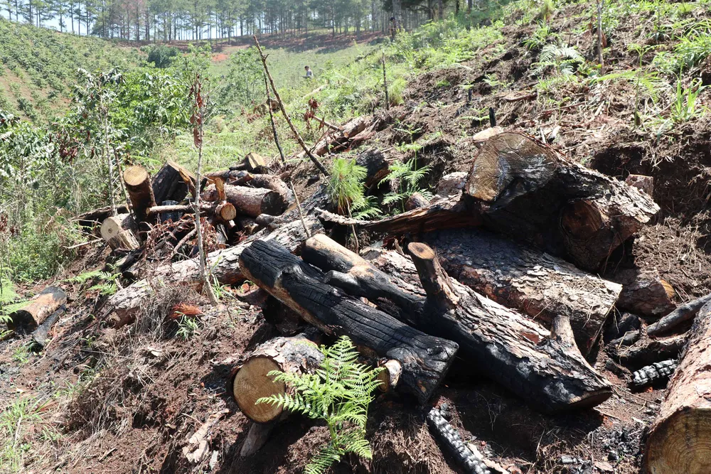 Rừng thông Đà Lạt bị cưa trộm, đốt gỗ phi tang ảnh 7