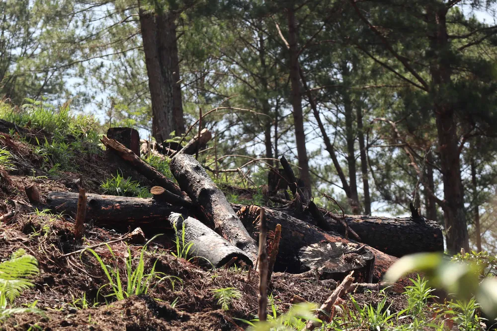 Rừng thông Đà Lạt bị cưa trộm, đốt gỗ phi tang ảnh 9
