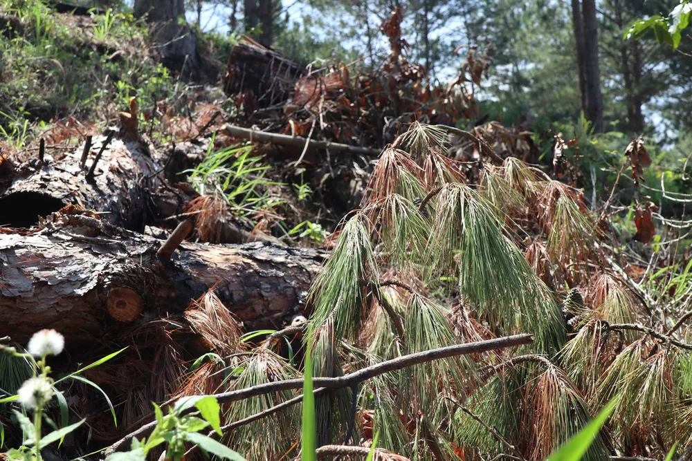 Rừng thông Đà Lạt bị cưa trộm, đốt gỗ phi tang ảnh 3