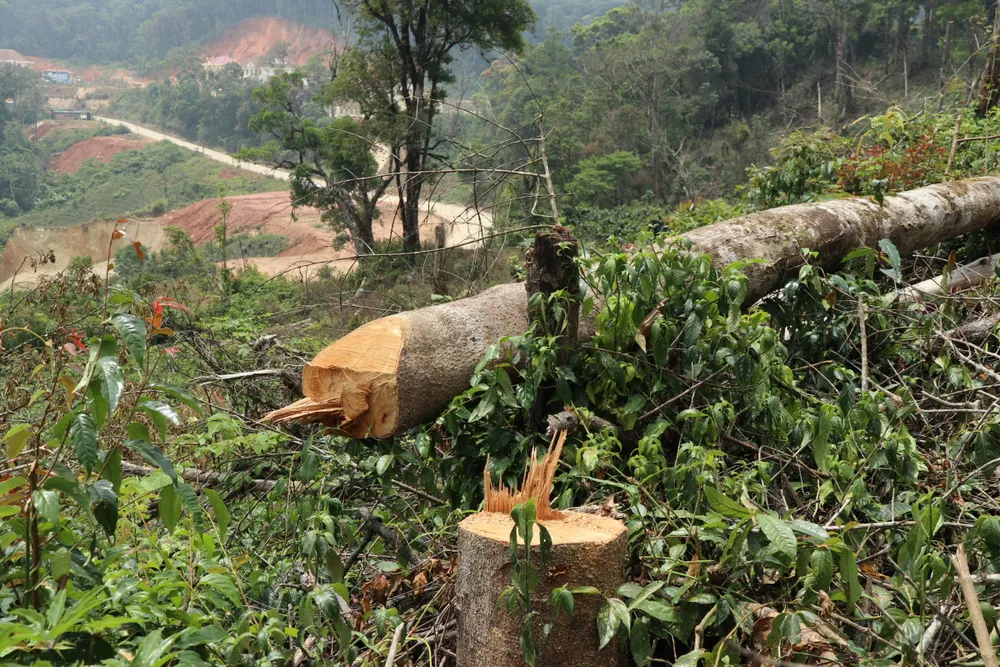 Điều tra vụ phá rừng tại Lâm Đồng ảnh 4