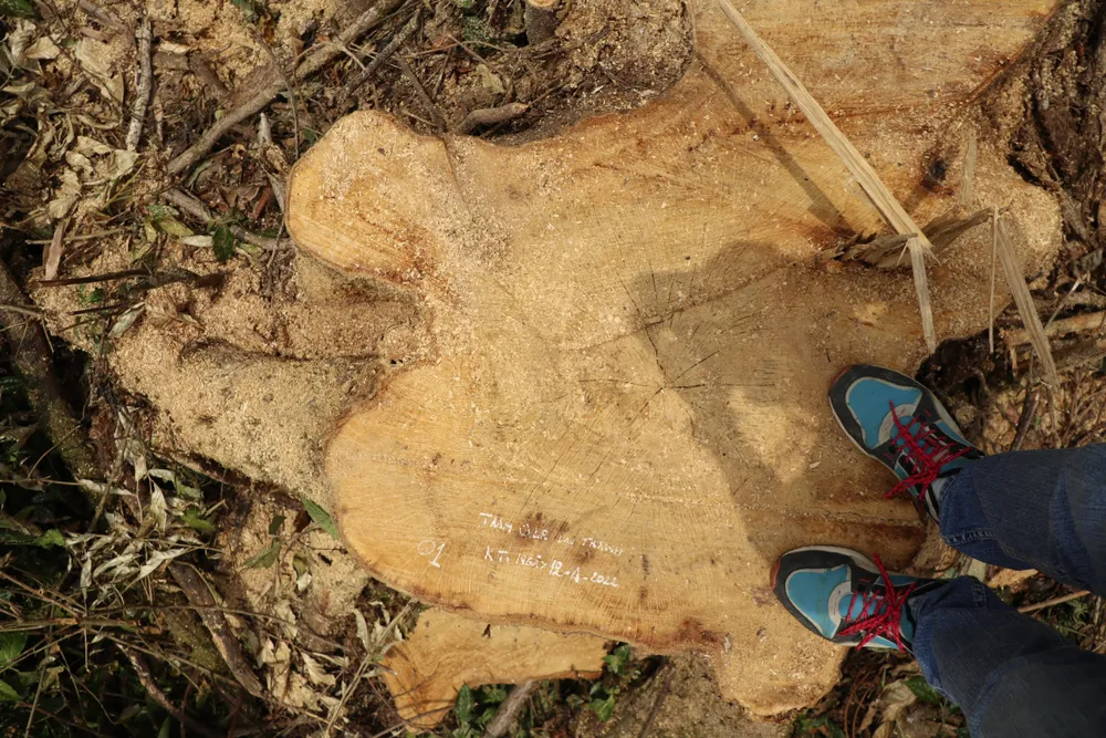 Điều tra vụ phá rừng tại Lâm Đồng ảnh 2