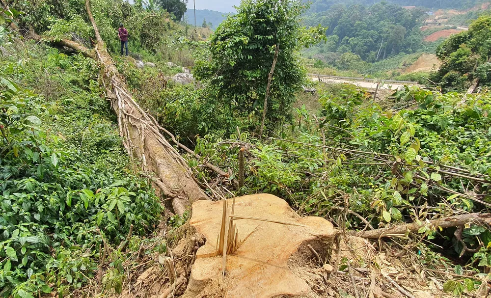 Điều tra vụ phá rừng tại Lâm Đồng ảnh 1