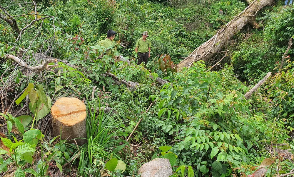 Điều tra vụ phá rừng tại Lâm Đồng ảnh 5