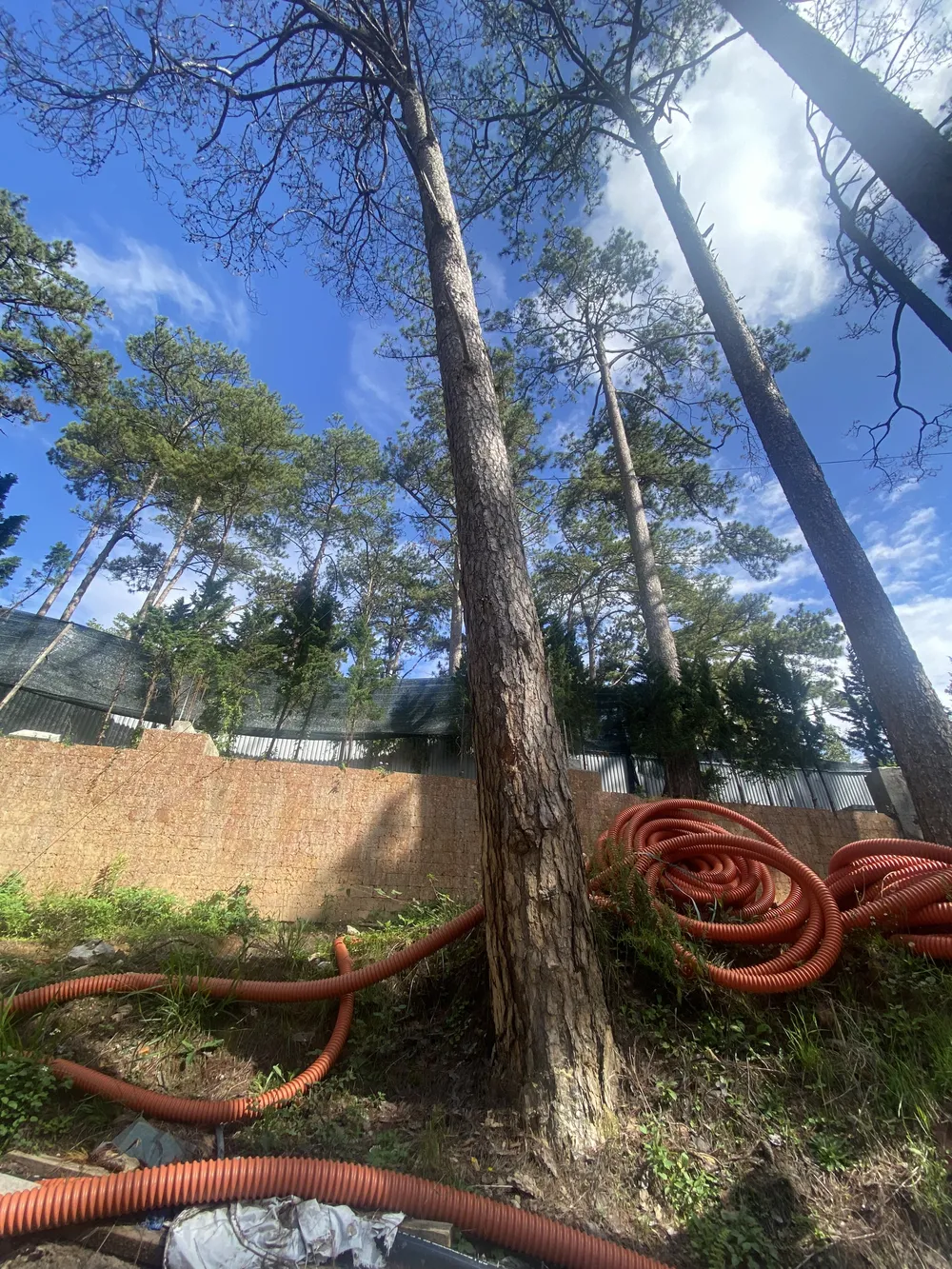 Tự ý xây quây, “nhốt” các cây thông, khu biệt thự du lịch ở Đà Lạt bị phạt tiền ảnh 2