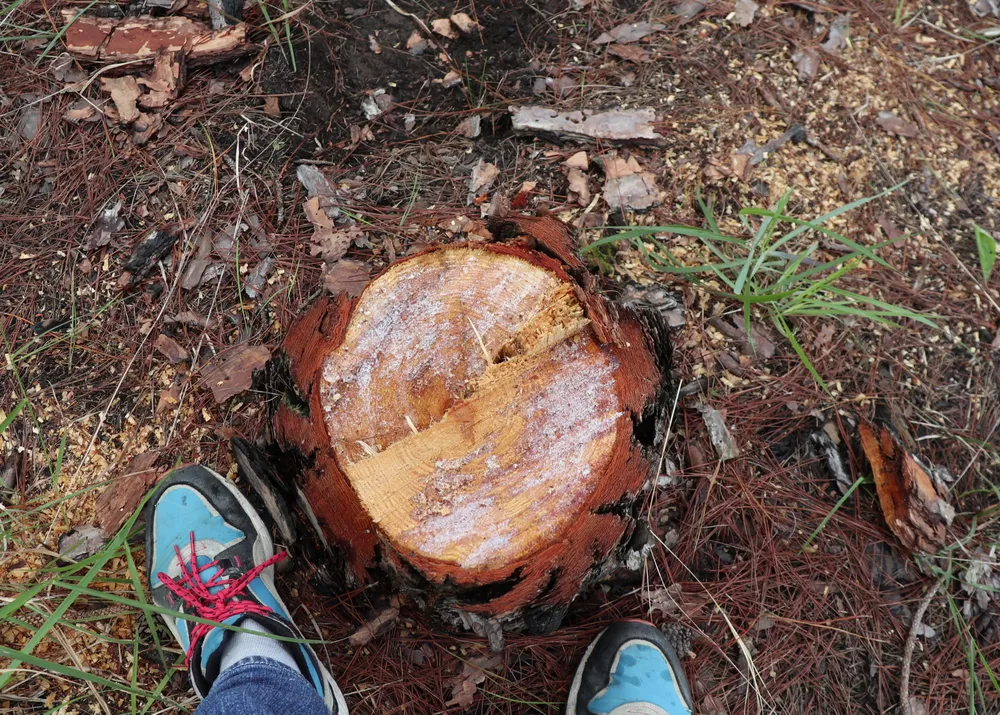 Tỉnh Lâm Đồng chỉ đạo khẩn trương điều tra vụ cưa hạ hàng trăm cây thông ở Đà Lạt ảnh 2