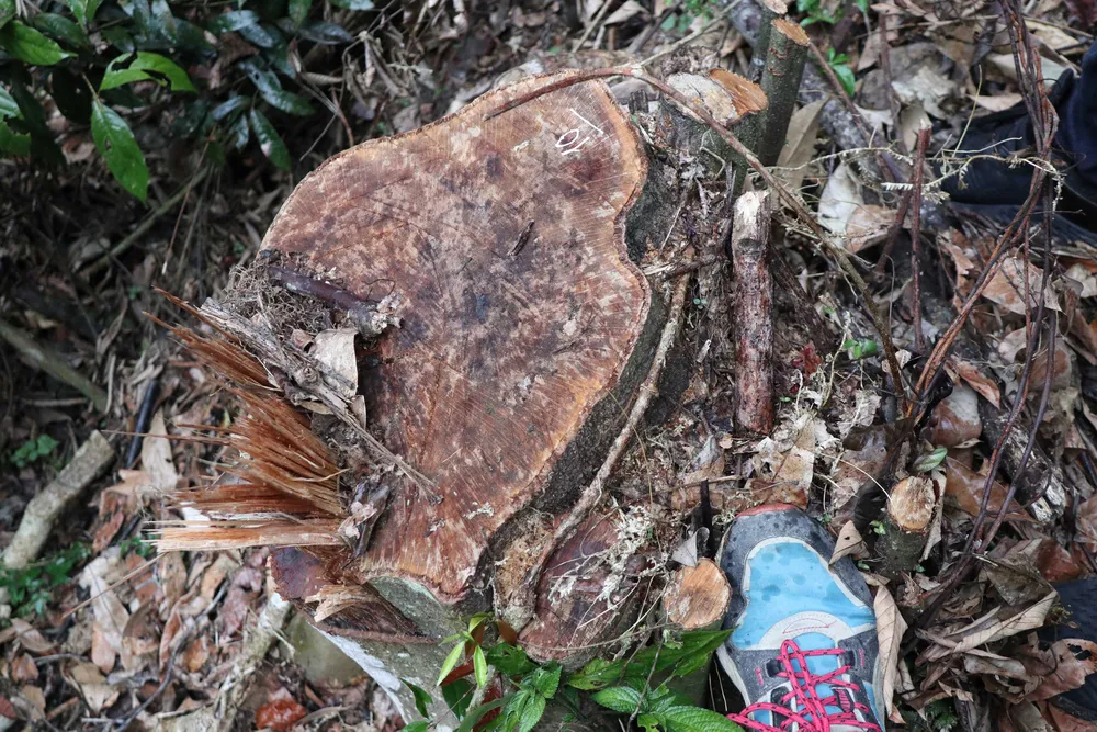 Rừng đặc dụng Đà Lạt bị phá, lấn chiếm ảnh 4