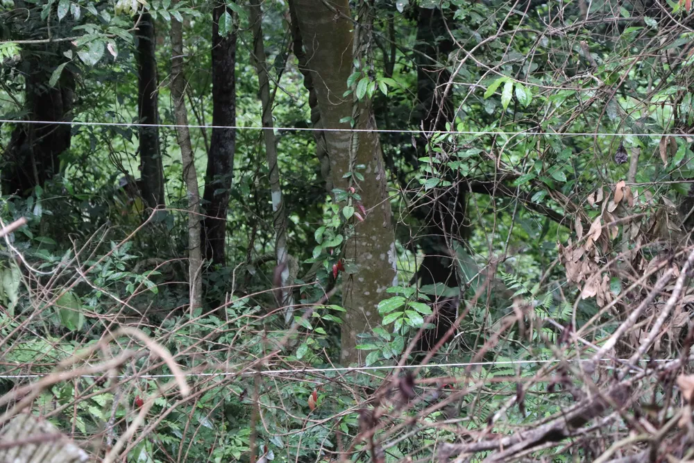 Rừng đặc dụng Đà Lạt bị phá, lấn chiếm ảnh 5