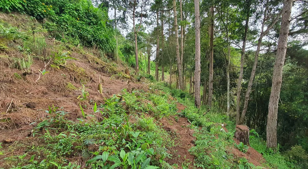Rừng đặc dụng Đà Lạt bị phá, lấn chiếm ảnh 6