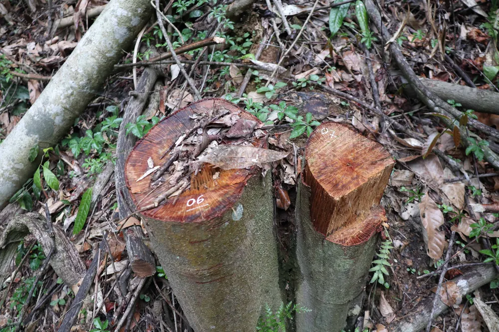 Rừng đặc dụng Đà Lạt bị phá, lấn chiếm ảnh 3