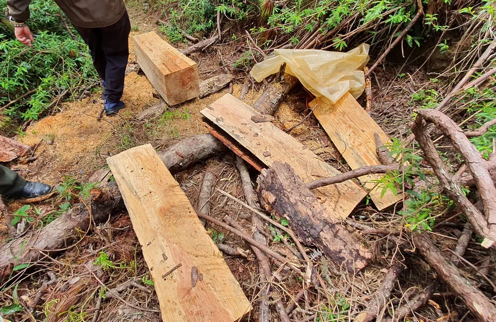 “Thiếc tặc” vô tư khai thác trong rừng phòng hộ tại Lâm Đồng ảnh 4