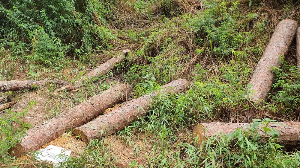 “Thiếc tặc” vô tư khai thác trong rừng phòng hộ tại Lâm Đồng ảnh 5