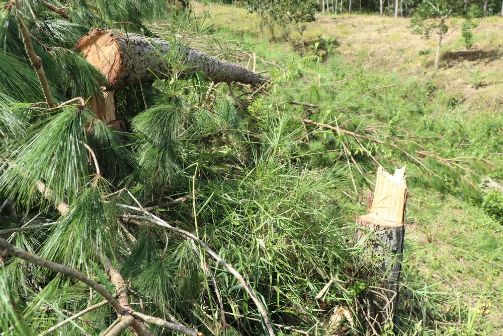Hàng trăm cây thông bị “cưa trắng” ở Lâm Đồng ảnh 9
