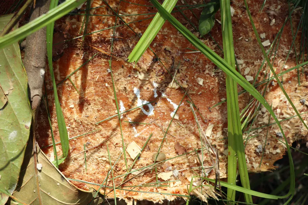 Hàng trăm cây thông bị “cưa trắng” ở Lâm Đồng ảnh 4