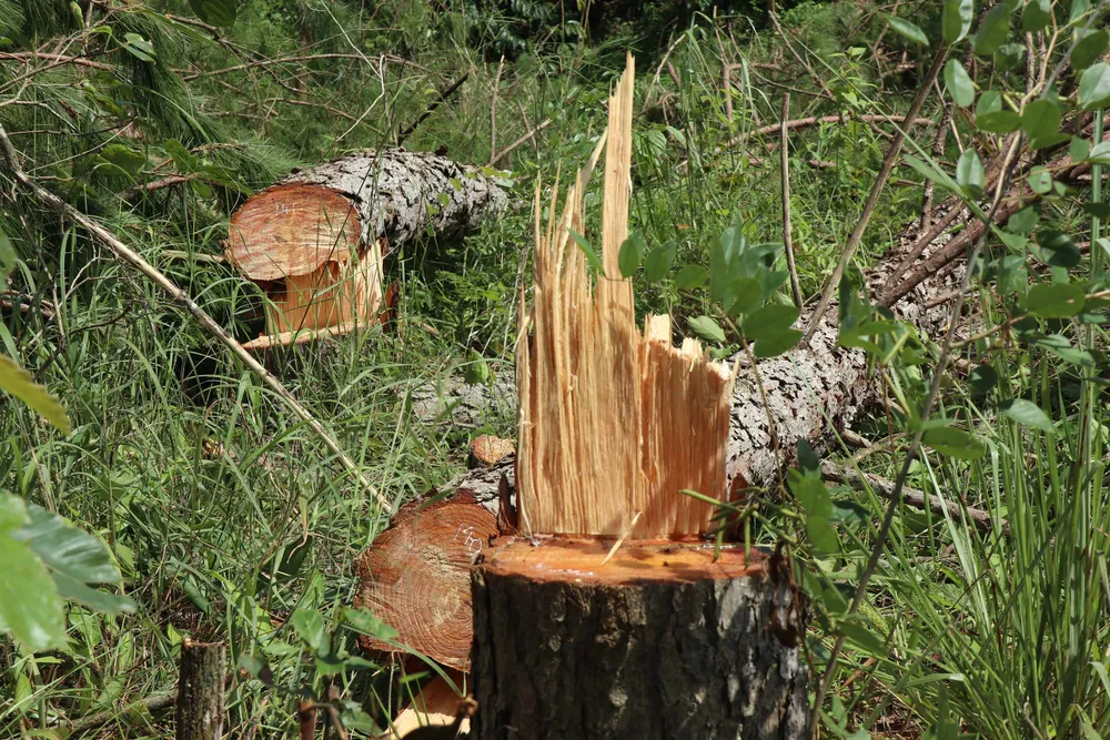 Hàng trăm cây thông bị “cưa trắng” ở Lâm Đồng ảnh 8