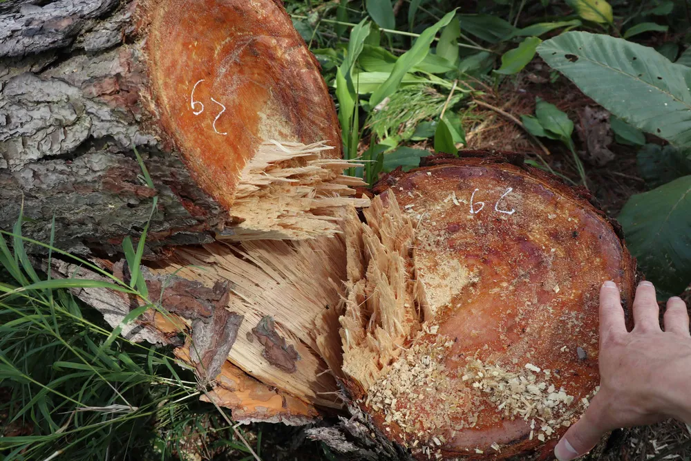 Hàng trăm cây thông bị “cưa trắng” ở Lâm Đồng ảnh 7