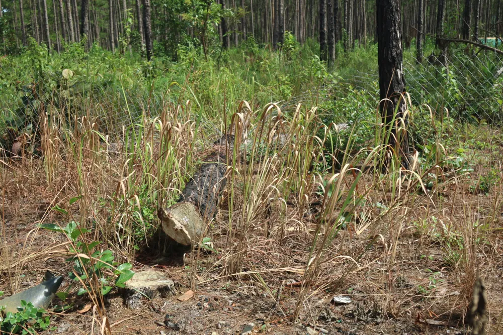 Rừng thông tại thôn 4, xã Lộc Phú, huyện Bảo Lâm thường xuyên bị người dân cưa hạ, diễn ra từ nhiều năm trước. Ảnh: ĐOÀN KIÊN