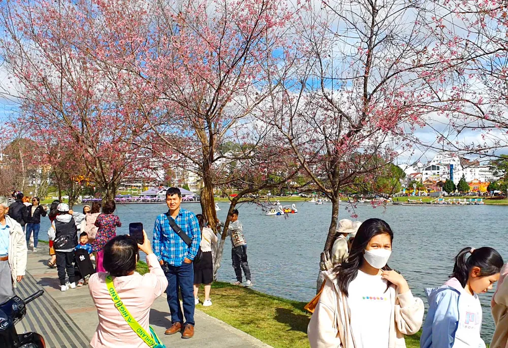 Dịp này, du khách về Đà Lạt còn có cơ hội được ngắm hàng trăm cây mai anh đào đồng loạt khoe sắc Dịp này, du khách về Đà Lạt còn có cơ hội được ngắm hàng trăm cây mai anh đào đồng loạt khoe sắc