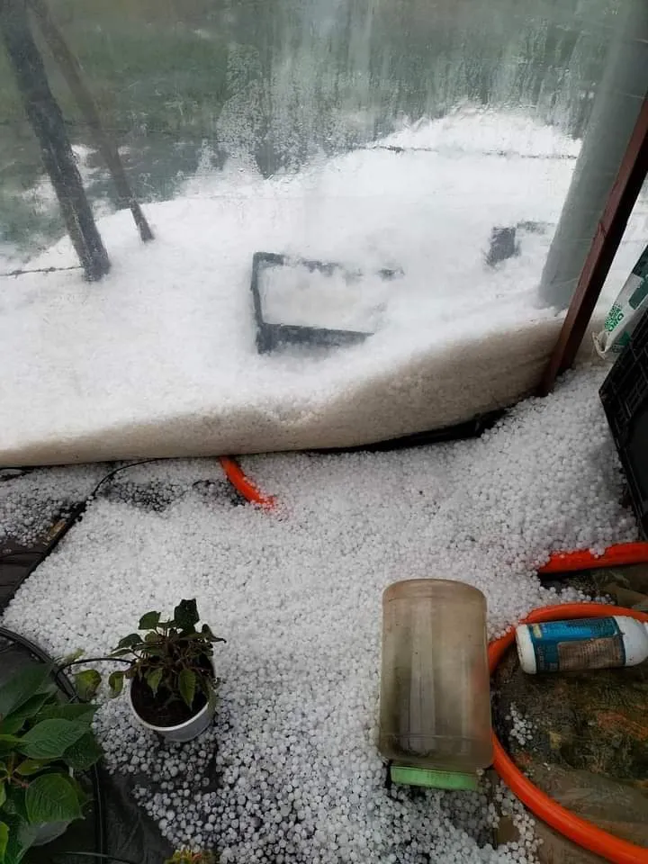 Mưa đá tràn vào nhà kính sản xuất rau, hoa của người dân