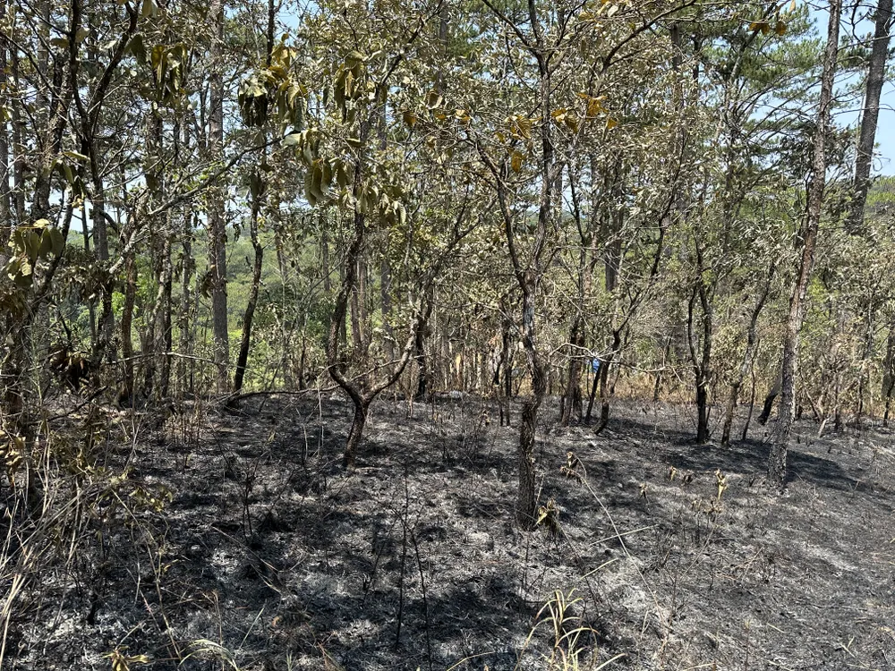 Thảm thực vật bị thiêu rụi. Ảnh: ĐOÀN KIÊN