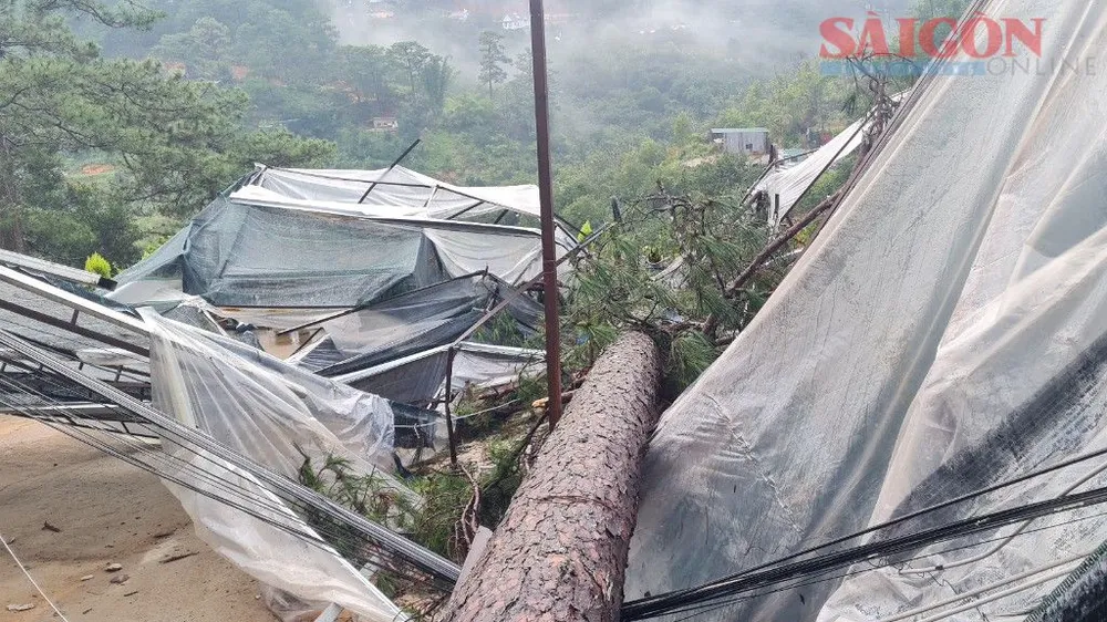 Thông ngã đổ đè hư hỏng nhà vườn của người dân tại phường 3, TP Đà Lạt